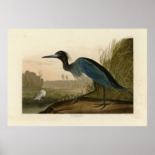 Poster Grue bleue, Heron, d'Audubon's Birds of America