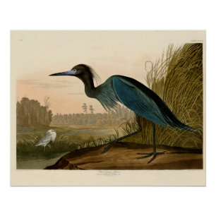 Poster Grue bleue Héron Impression Audubon Art côtier