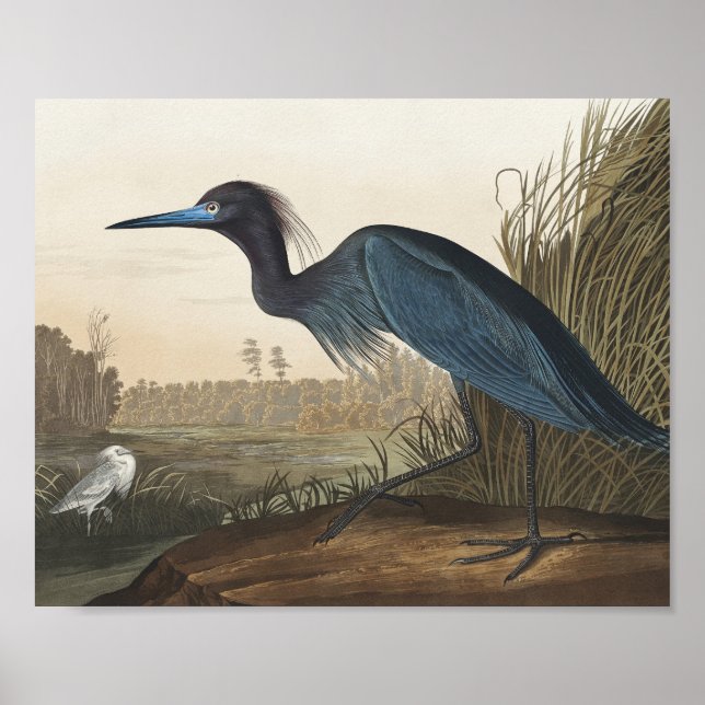 Poster Grue bleue ou héron d'Oiseaux d'Amérique (Devant)