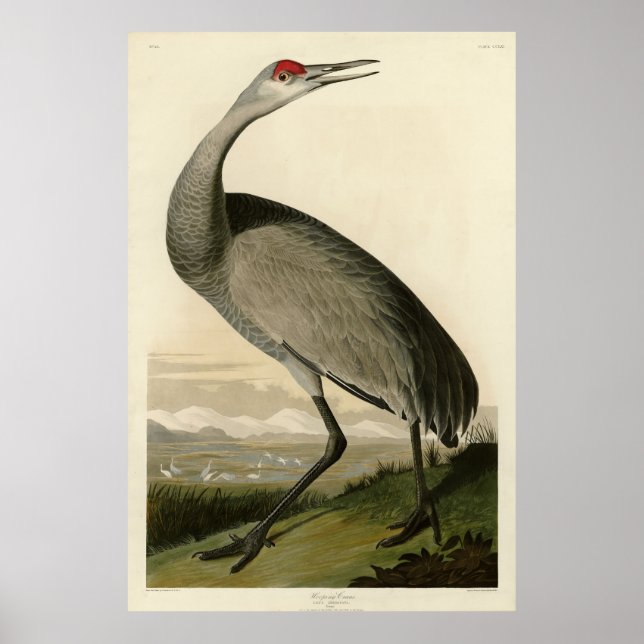Poster Grue de Sandhill d'Audubon's Birds of America (Devant)