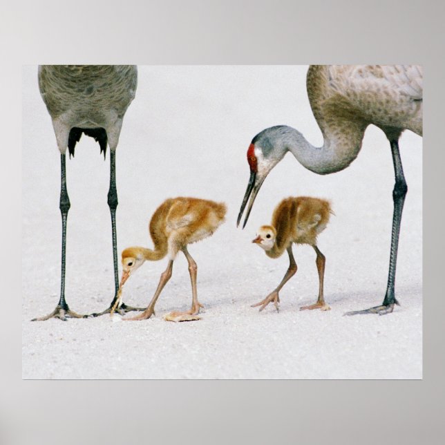 Poster Grue de Sandhill Imprimerie familiale (Devant)