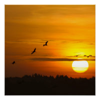 Grues au lever du soleil