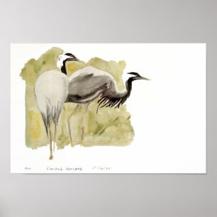Poster Grues de Demoiselle
