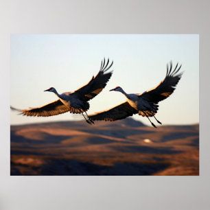 Poster Grues de Sandhill au matin