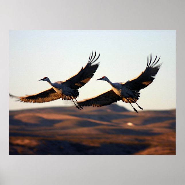 Poster Grues de Sandhill le matin (Devant)
