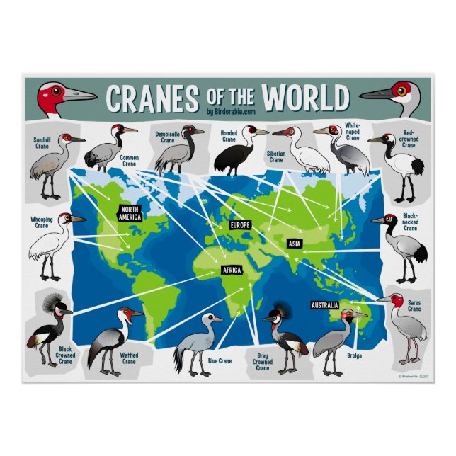Poster Grues du monde (Devant)