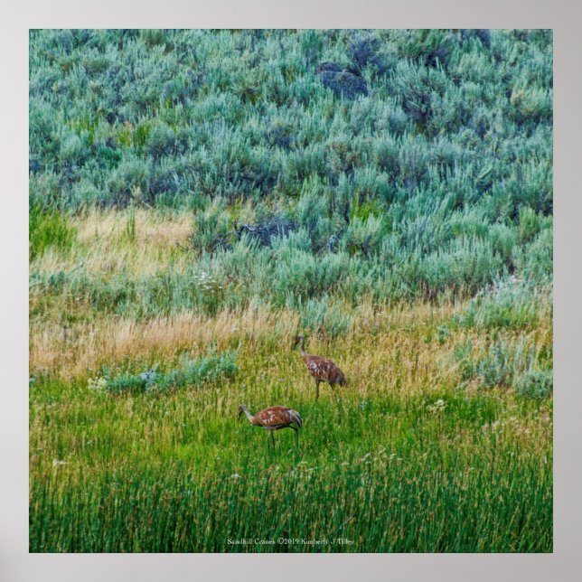 Poster Grues Sandhill (Devant)