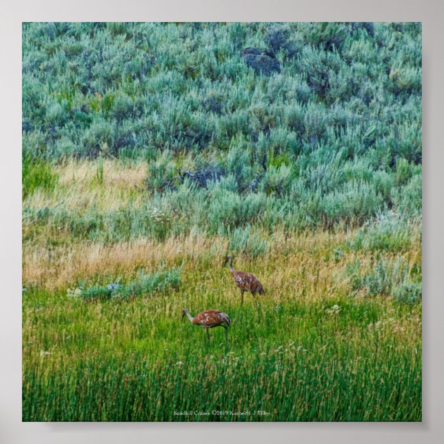Poster Grues Sandhill (Devant)
