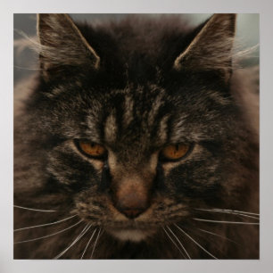 Poster Grumpy Cat