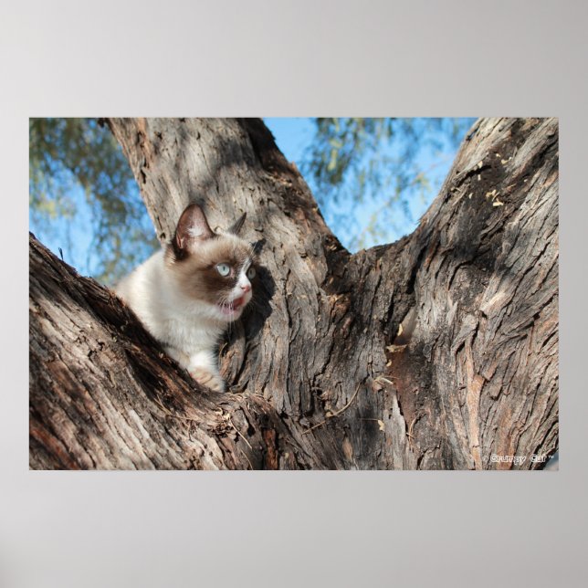 Poster Grumpy Cat™ Meows (Devant)