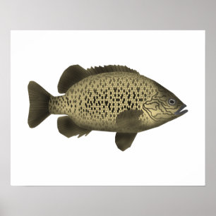 Poster Grunter le charbon