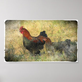 Poster Gruntin Canvas Cuivre Noir Marans En Champ