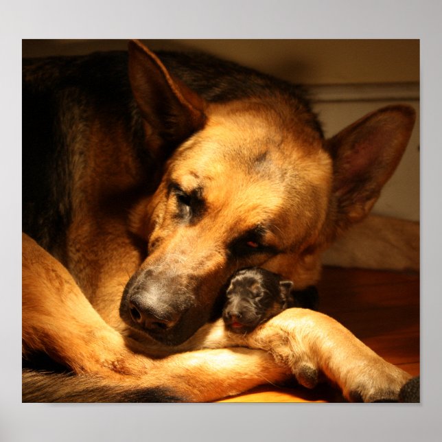 Poster GSD Love (Devant)