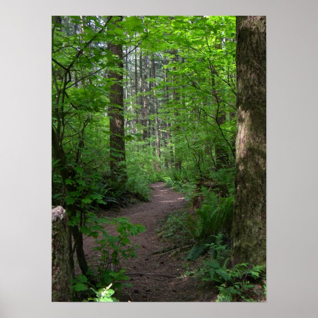 Poster GT forest walk spring 3 (Devant)