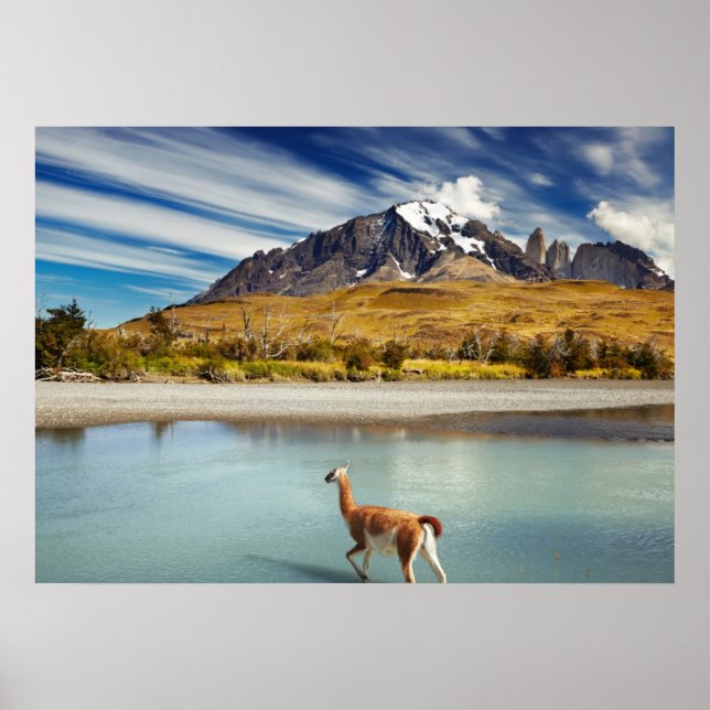 Poster Guanaco traversant la rivière à Torres del Paine (Devant)