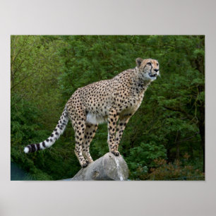Poster Guépard