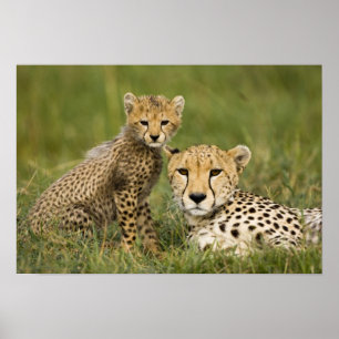 Poster Guépard, Acinonyx jubatus, avec son petit