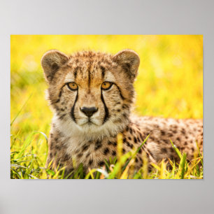Poster Guépard dans l'Herbe