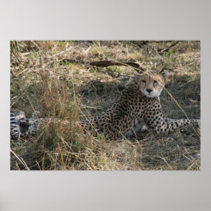 Poster guépard étirement