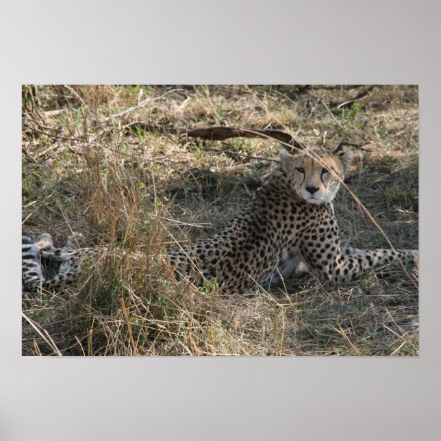 Poster guépard étirement (Devant)
