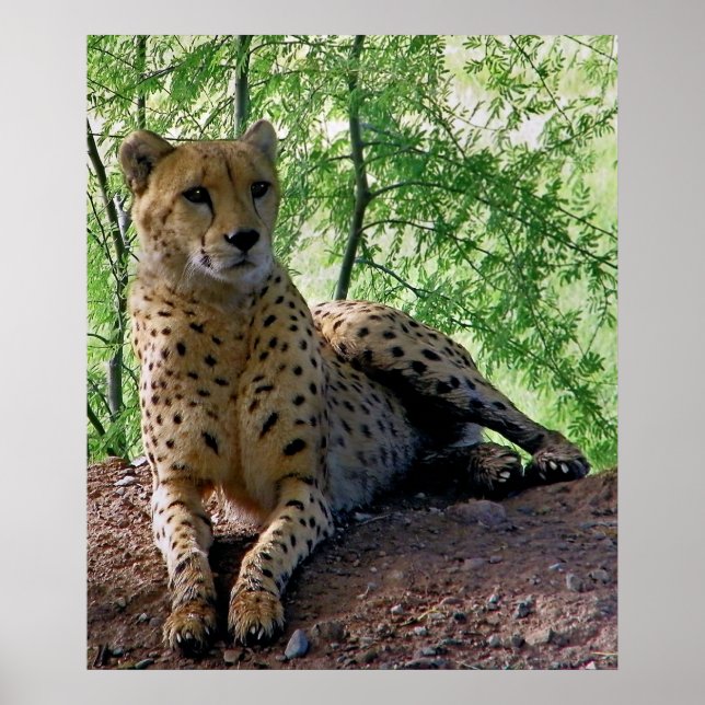 Poster Guépard sur un rocher (Devant)