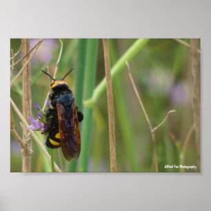 Poster Guêpe Mammouth sur Tige