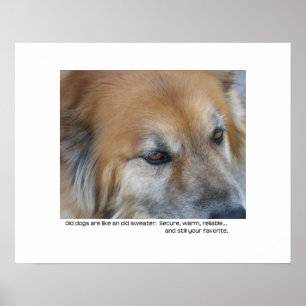 Poster Guillemet pour chien