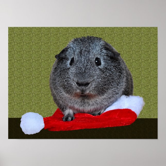 Poster Guinea Pig Christmas (Devant)