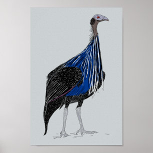 Poster Guineafowl Vulturine