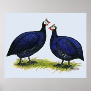 Poster Guineas Royal Purple Pair