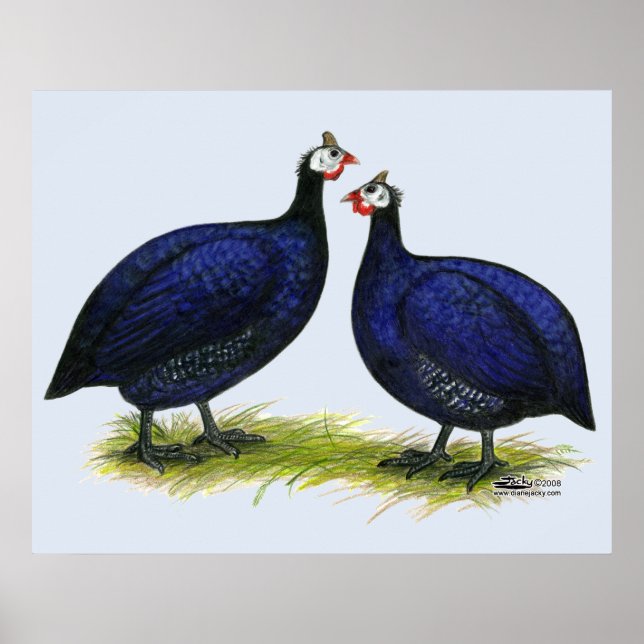 Poster Guineas Royal Purple Pair (Devant)