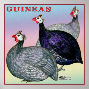 Poster Guineas Trois Fowl