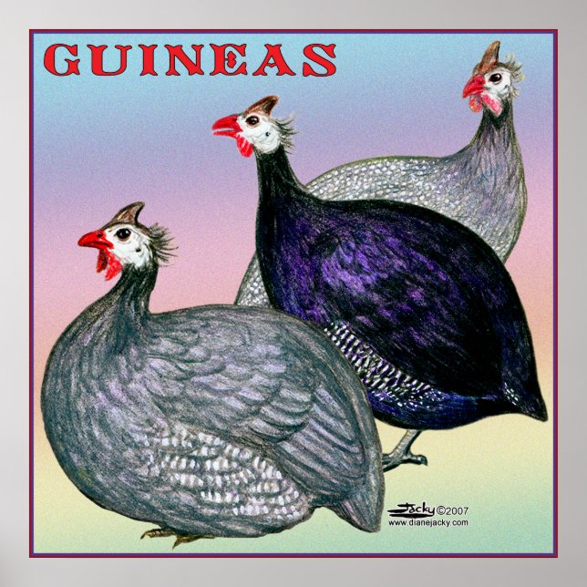 Poster Guineas Trois Fowl (Devant)