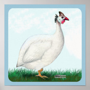 Poster Guinée blanche