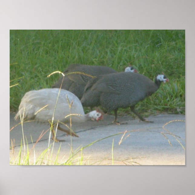 Poster Guinée Fowl (Devant)