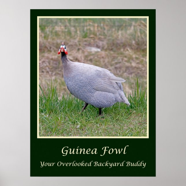 Poster Guinée Fowl (Devant)
