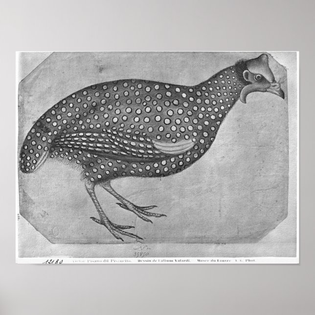 Poster Guinée Fowl, de l'album The Vallardi (Devant)