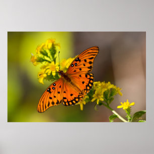 Poster Gulf Fritillary alias Papillon de la Passion sur l