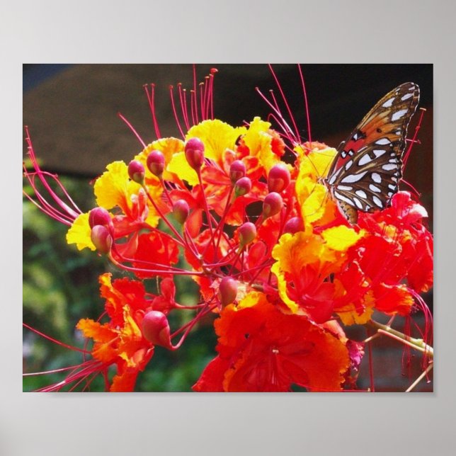 POSTER GULF FRITILLARY BUTTERFLY (Devant)