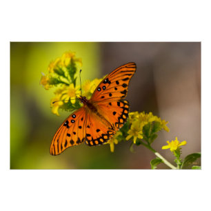 Poster Gulf Fritillary ou papillon de la passion sur la v