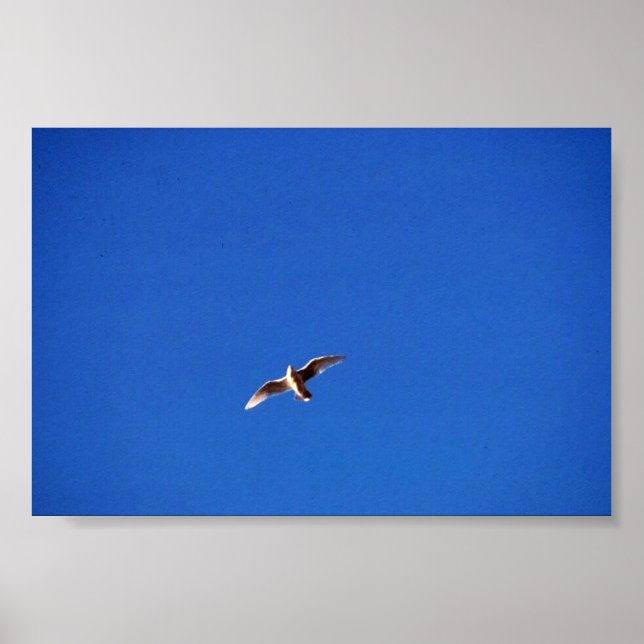 Poster Gull (Devant)