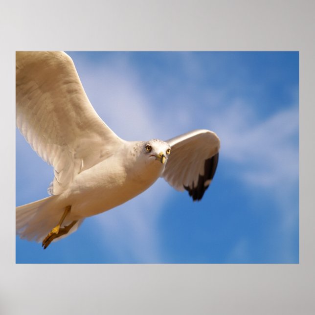 Poster Gull (Devant)