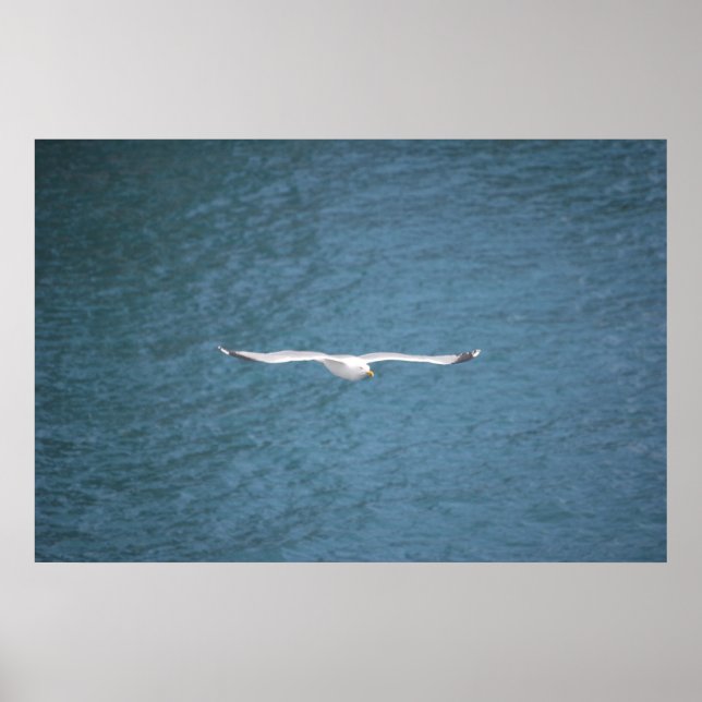 Poster Gull (Devant)
