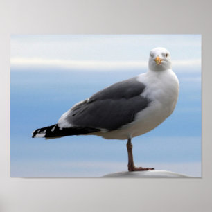 Poster Gull de mer
