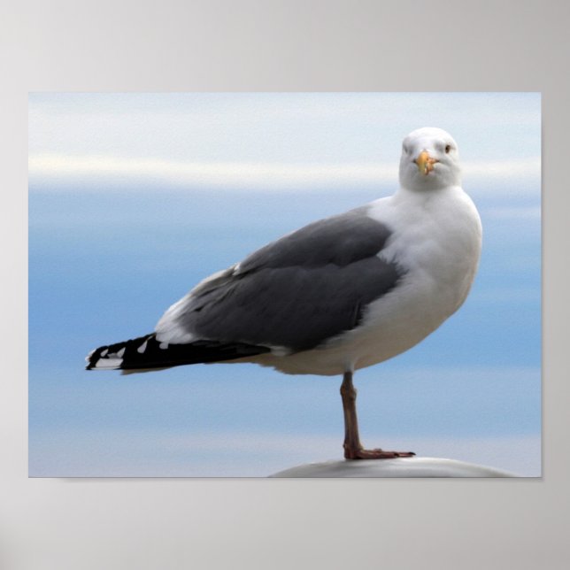 Poster Gull de mer (Devant)