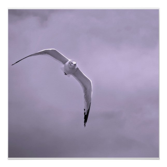 Poster Gull in flight black and white (Devant)
