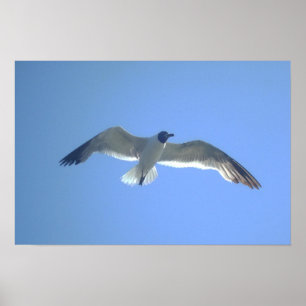 Poster Gull in Flight Print