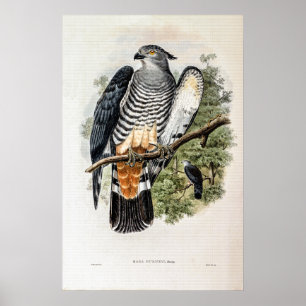 Poster Gurney’s Cuckoo-Falcon par John Gould