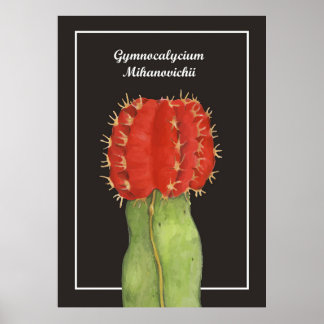 Poster Gymnocalycium Cactus