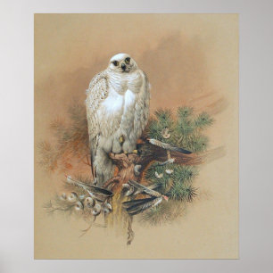 Poster Gyrfalcon - 1861